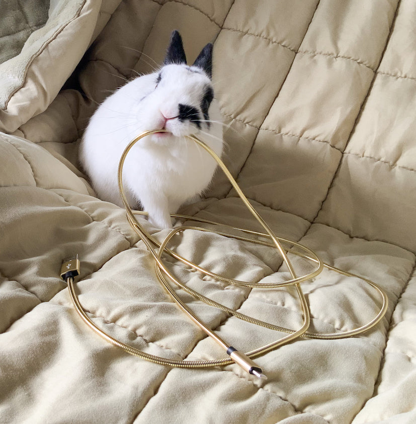 Monch! No more broken phone cables. Buy pet proof phone cables for your bunnies, kittens, puppies and even yourself if you're prone to breakage.