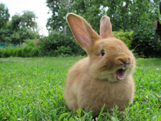 Bunny yawning, or is he letting out a big bunny roar? I think he wants to munch on your cables. Or your couch. Read our guide on how to bunny proof your home.