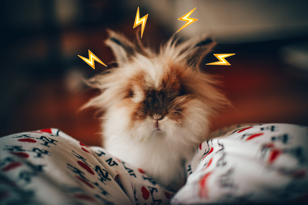 frazzled bunny had too much spicy hay.