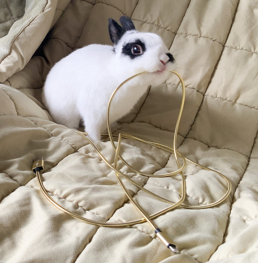 Cute bunny and kitties chewing on phone chargers. A solution for home owners and pet owners alike.